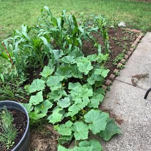 Meet your Posher, Monique